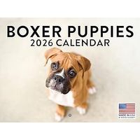 Boxer Puppies 2026 Calendar