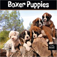 Boxer Puppies 2026 Calendar