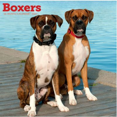 Boxers 2027 Wall Calendar