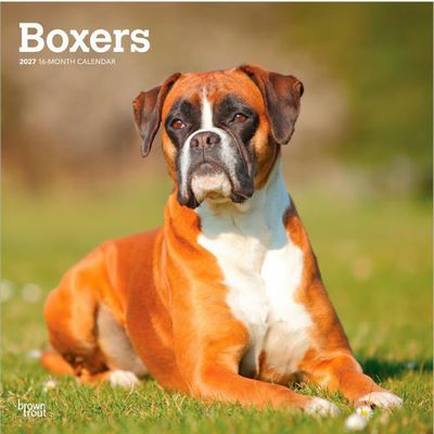 Boxers 2027 Wall Calendar