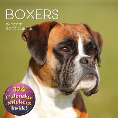 Boxers 2027 Wall Calendar
