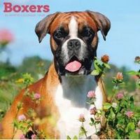 Boxers 2026 Calendar