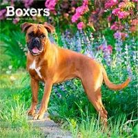 Boxers 2026 Calendar