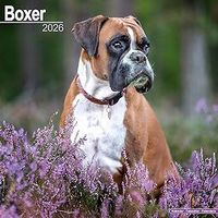 Boxer 2026 Wall Calendar