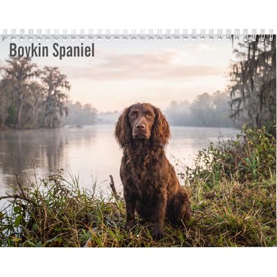 Boykin Spaniel 2027 Wall Calendar