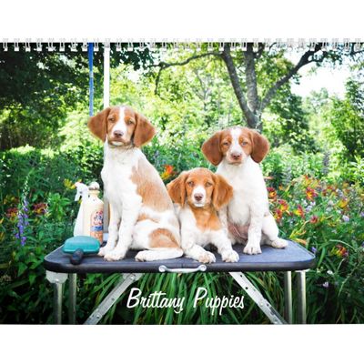 Brittany Puppies Calendar