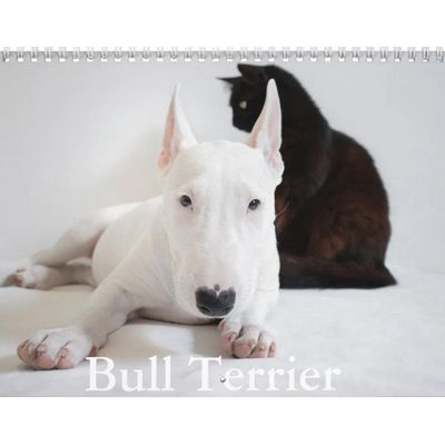 Bull Terrier 2027 Wall Calendar