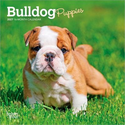 Bulldog Puppies 2027 Wall Calendar