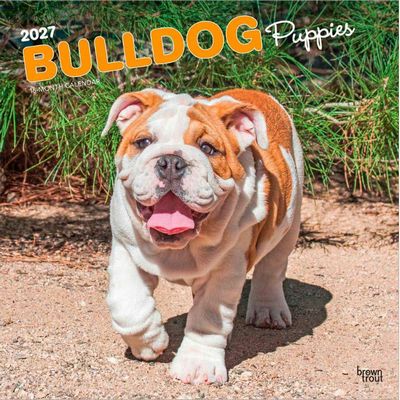 Bulldog Puppies 2027 Wall Calendar