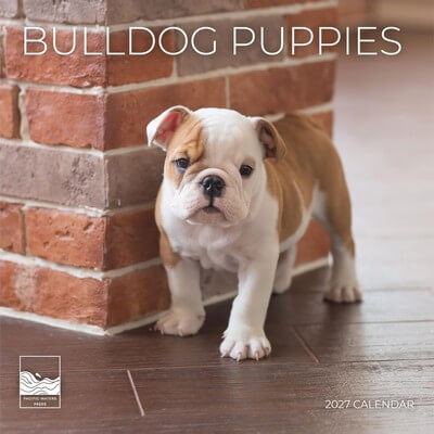 Bulldog Puppies 2027 Wall Calendar