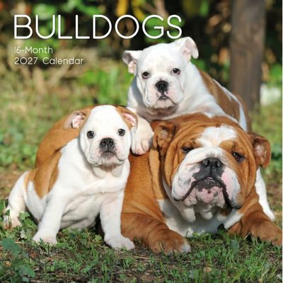 Bulldogs 2027 Calendar