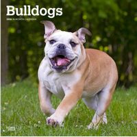 Bulldog Puppies 2026 Calendar