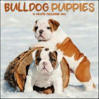 Bulldog Puppies 2026 Calendar