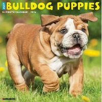 Bulldog Puppies Calendars