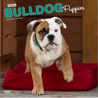 Bulldog Puppies 2026 Calendar