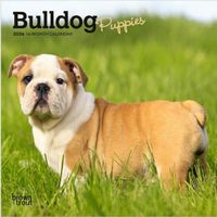 Bulldog Puppies 2026 Mini Wall Calendar