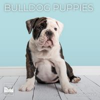Bulldog Puppies 2026 Calendar