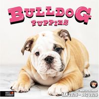 Bulldog Puppies 2026 Calendar