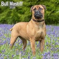 2026 Bull Mastiff Calendars
