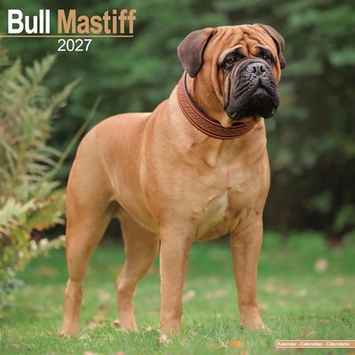 Bull Mastiff 2027 Calendar