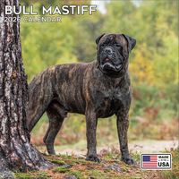Bull Mastiff 2026 Calendar
