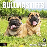 Bullmastiffs 2026 Calendar