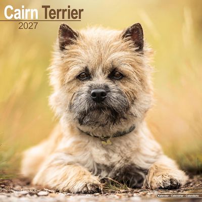 Cairn Terriers 2027 Calendar