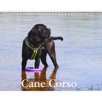 Cane Corso 2027 Calendar
