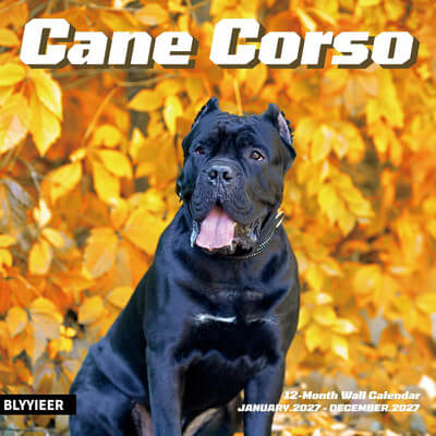 Cane Corso 2027 Calendar