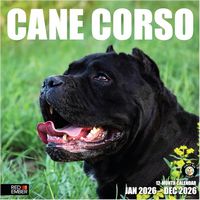 Cane Corso 2026 Calendar