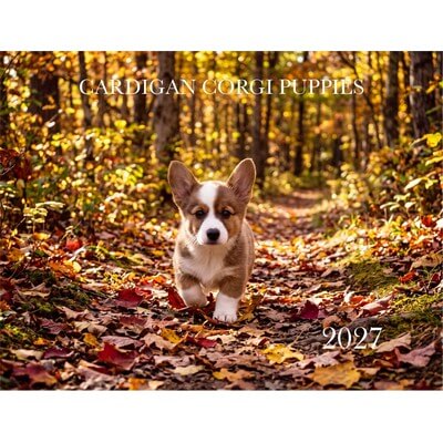 Cardigan Corgi Puppies 2027 Wall Calendar