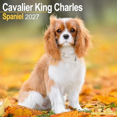 Cavalier King Charles 2027 Wall Calendar