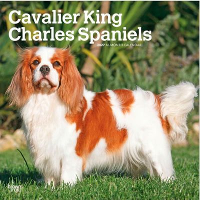 Cavalier King Charles 2027 Wall Calendar