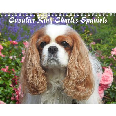 Cavalier King Charles 2027 Wall Calendar