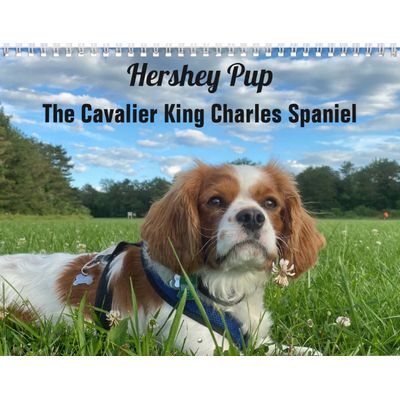 Hershey Pup Cavalier King Charles Spaniel Calendar