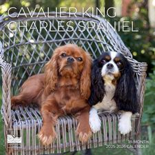 Cavalier King Charles Spaniel 2026 Calendar