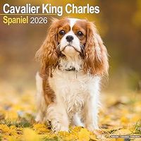 Cavalier King Charles Spaniel 2026 Calendar