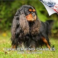 Cavalier King Charles Spaniel 2026 Calendar