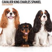 Cavalier King Charles Spaniel 2026 Calendar