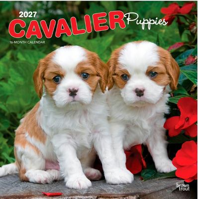Cavalier King Charles Puppies 2027 Wall Calendar