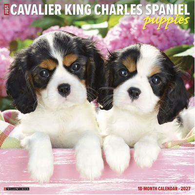 Cavalier King Charles Puppies 2027 Wall Calendar