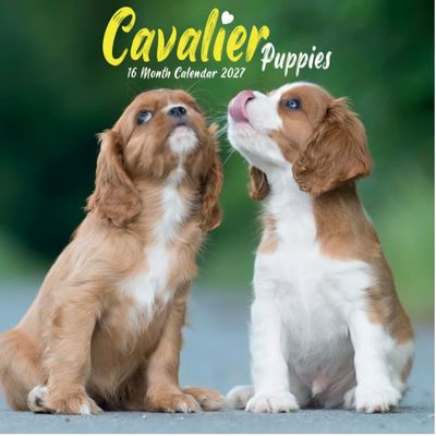 Cavalier King Charles Puppies 2027 Mini Wall Calendar