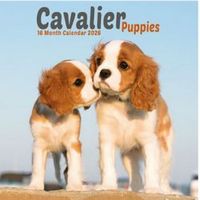 Cavalier King Charles Puppies 2026 Mini Wall Calendar
