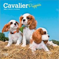 Cavalier King Charles Spaniel Puppies 2026 Calendar