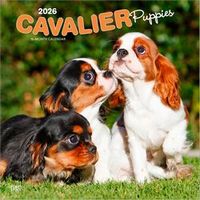 Cavalier Puppies 2026 Calendar