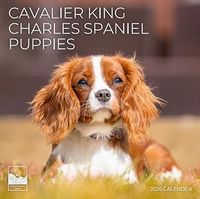 Cavalier King Charles Spaniel Puppy Calendar