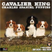 Cavalier King Charles Puppies 2026 Calendar