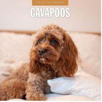 Cavapoo 2026 Calendar