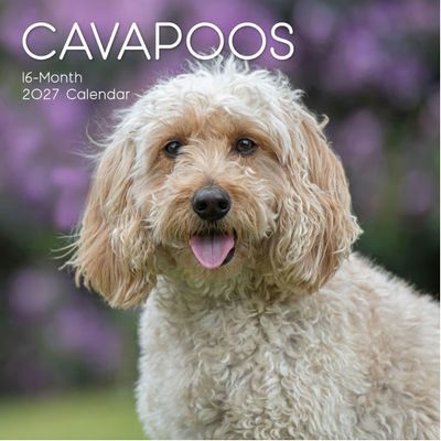 Cavapoos 2027 Calendar