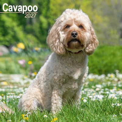 Cavapoos 2027 Calendar